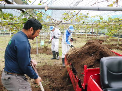熊本ぶどう 社方園 ぶどうの果樹が眠りから覚める前に行うハウス張りの様子(前編)_a0254656_17411319.jpg