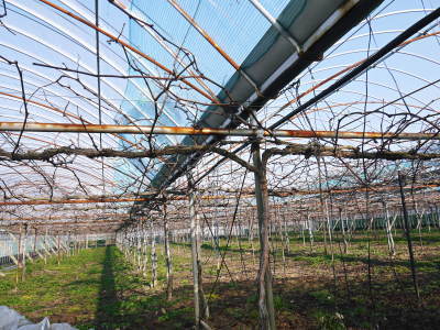 熊本ぶどう 社方園 ぶどうの果樹が眠りから覚める前に行うハウス張りの様子(前編)_a0254656_17451072.jpg