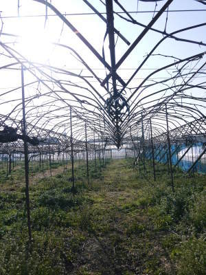 熊本ぶどう 社方園 ぶどうの果樹が眠りから覚める前に行うハウス張りの様子(前編)_a0254656_17493344.jpg