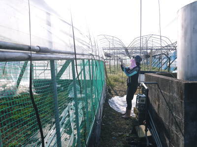 熊本ぶどう 社方園 ぶどうの果樹が眠りから覚める前に行うハウス張りの様子(前編)_a0254656_17572103.jpg