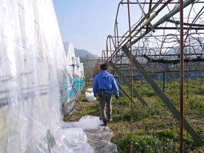 熊本ぶどう 社方園 ぶどうの果樹が眠りから覚める前に行うハウス張りの様子(前編)_a0254656_18011218.jpg