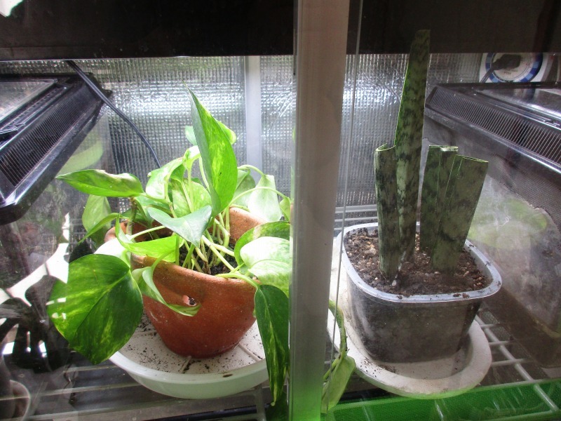植物 サンスベリアの葉挿し 孤影悄然 植物 サンスベリアの葉挿し 孤影悄然