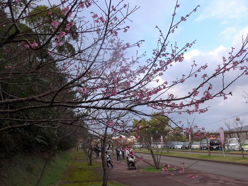 沖縄・名護「名護桜まつり」に行く。_f0232060_181384.jpg
