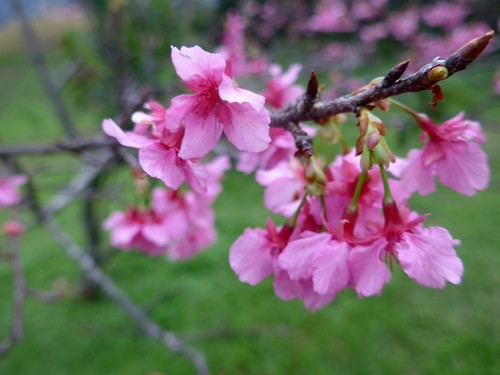 沖縄・名護「名護桜まつり」に行く。_f0232060_18151376.jpg