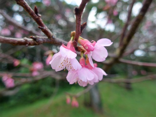 沖縄・名護「名護桜まつり」に行く。_f0232060_18153357.jpg