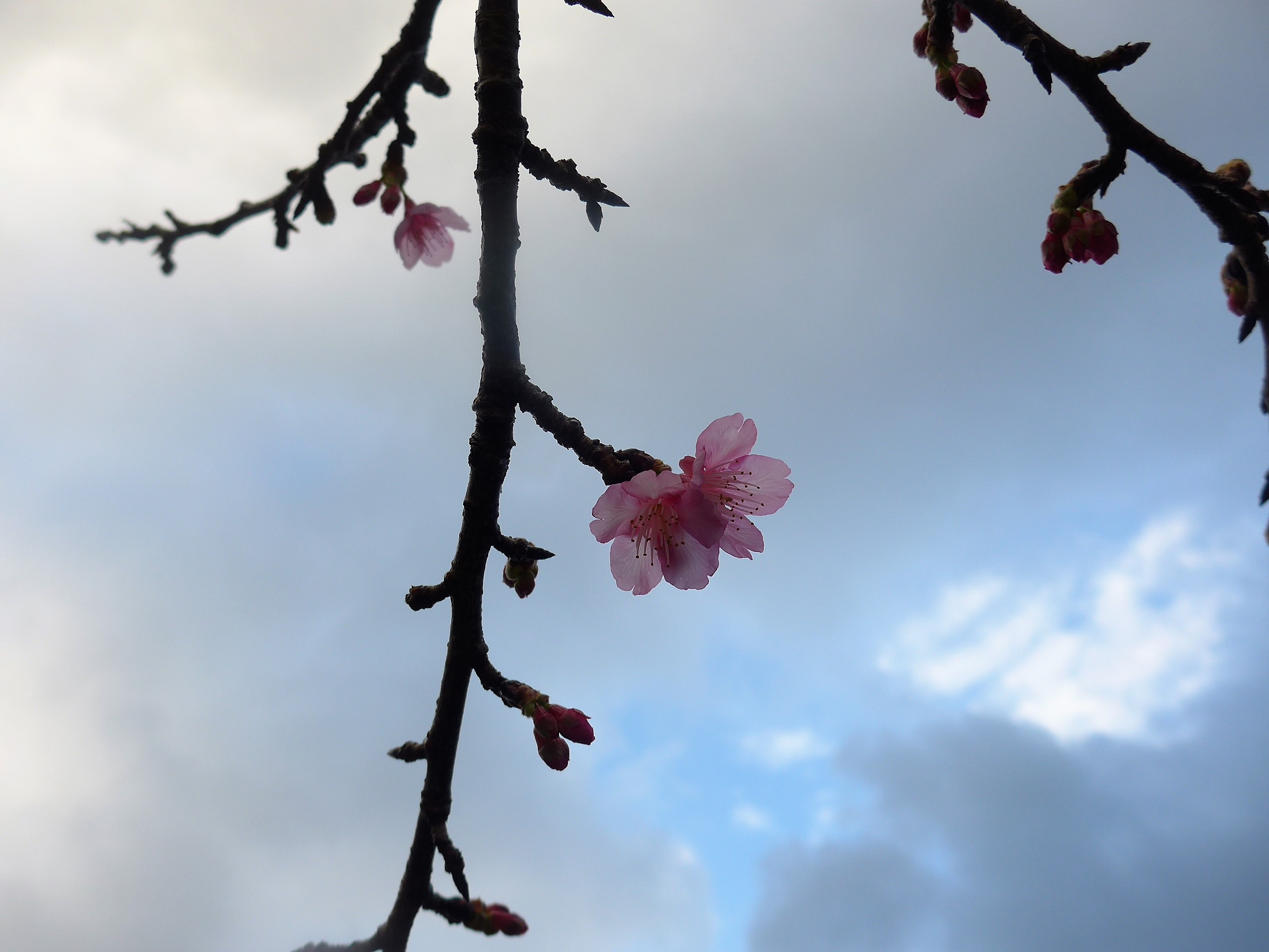 沖縄・名護「名護桜まつり」に行く。_f0232060_18171881.jpg