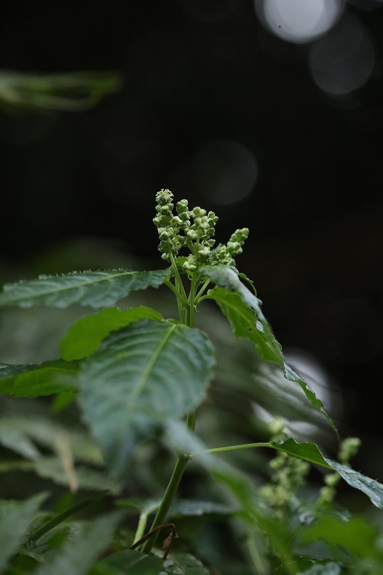 e0304170_14451521.jpg