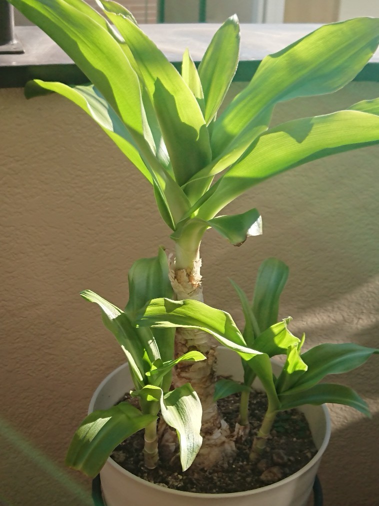 e0376371_10310880.jpg