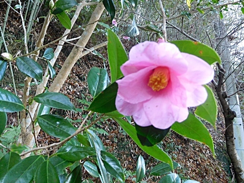 e0086885_21161243.jpg