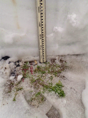 暖冬の積雪深を測ってみました_c0336902_18133392.jpg