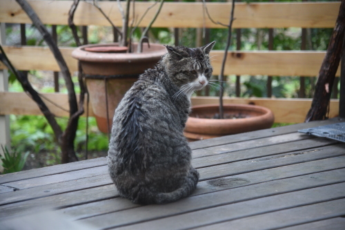 強面ビビリ王子の家猫修業記　その４　三月のハチワレくん_a0101905_22183285.jpg