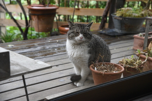 強面ビビリ王子の家猫修業記　その４　三月のハチワレくん_a0101905_22225470.jpg