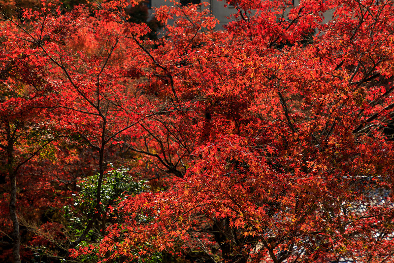京の紅葉2018　和中庵の建築美と紅葉_f0155048_2341863.jpg