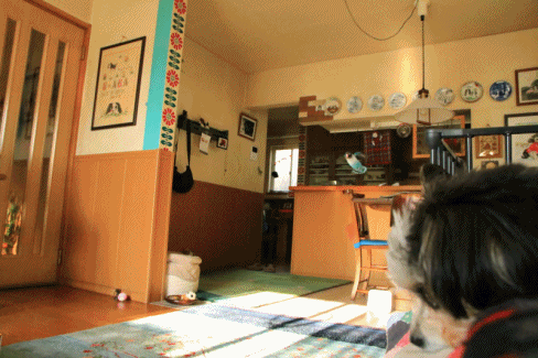 c0145250_09304239.gif