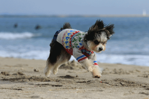 c0145250_10340693.gif