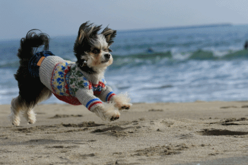 c0145250_10341103.gif