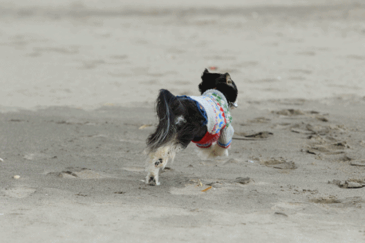 c0145250_10342641.gif