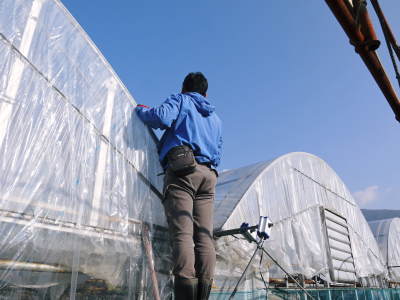 熊本ぶどう 社方園 ぶどうの果樹が眠りから覚める前に行うハウス張りの様子(後編)_a0254656_16551843.jpg