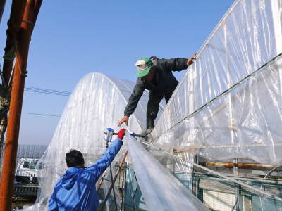 熊本ぶどう　社方園　ぶどうの果樹が眠りから覚める前に行うハウス張りの様子(後編)_a0254656_17012860.jpg