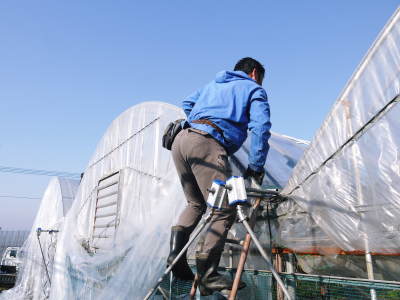 熊本ぶどう 社方園 ぶどうの果樹が眠りから覚める前に行うハウス張りの様子(後編)_a0254656_17062258.jpg