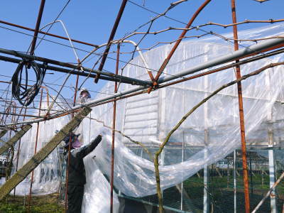 熊本ぶどう　社方園　ぶどうの果樹が眠りから覚める前に行うハウス張りの様子(後編)_a0254656_17175145.jpg