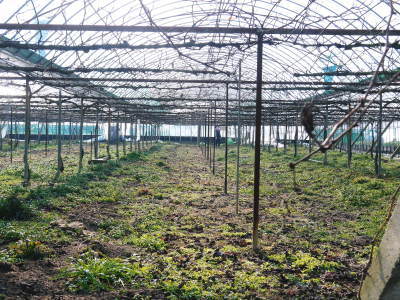 熊本ぶどう　社方園　ぶどうの果樹が眠りから覚める前に行うハウス張りの様子(後編)_a0254656_17310142.jpg