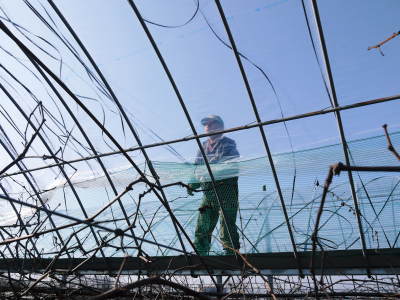 熊本ぶどう 社方園 ぶどうの果樹が眠りから覚める前に行うハウス張りの様子(後編)_a0254656_17401703.jpg