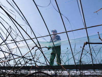 熊本ぶどう　社方園　ぶどうの果樹が眠りから覚める前に行うハウス張りの様子(後編)_a0254656_17401703.jpg