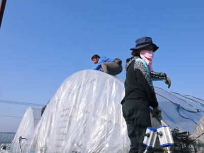 熊本ぶどう 社方園 ぶどうの果樹が眠りから覚める前に行うハウス張りの様子(後編)_a0254656_17441087.jpg