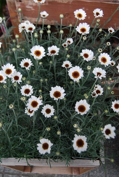 花苗・観葉入荷情報_a0201358_16324039.jpg