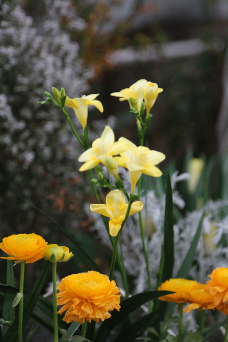 お花たちに癒されて♪千葉市花の美術館☆８_d0152261_14554507.jpg