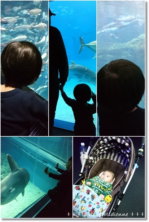 ダンナさん食堂☆アツアツ料理2つと海遊館に行って来たら今度は…_a0348473_04255029.jpg