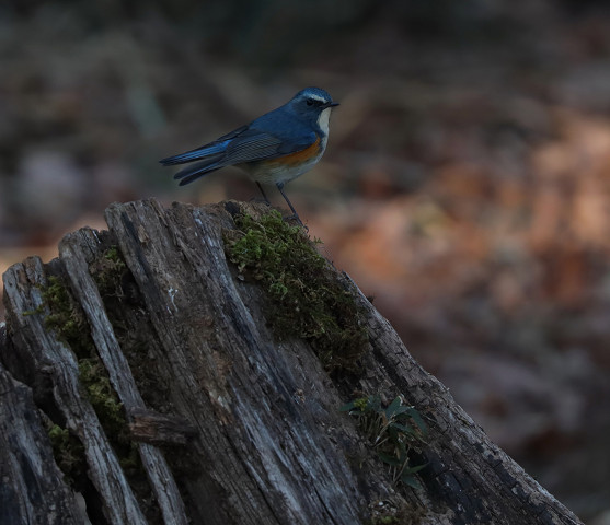 青い鳥ルリビタキ_b0227680_19100369.jpg