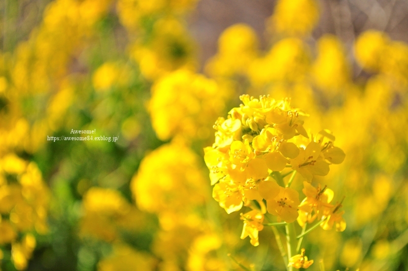 海と菜の花と富士山と。_e0359481_08561431.jpg