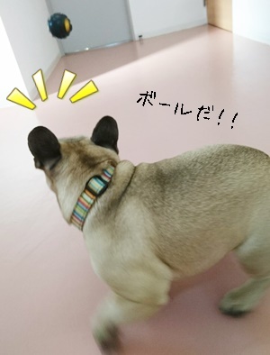 ボール大好き!_f0357682_20064968.jpg