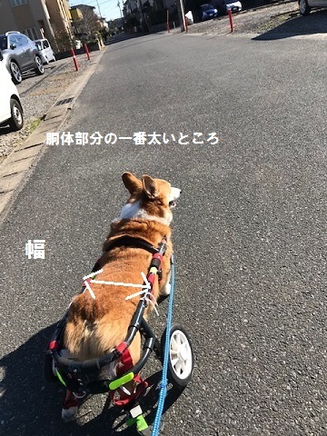 【お譲りします】小型犬・猫用車椅子_f0242002_13353111.jpg