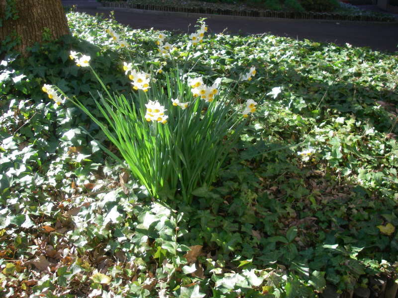 2019年１月の定例活動　多摩川七福神_f0344405_10195851.jpg