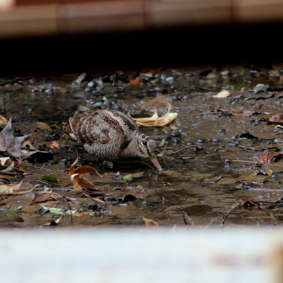 トラツグミ と同じ公園の池に居たヤマシギ　　　ＨＴＮ_d0346713_21412860.jpg