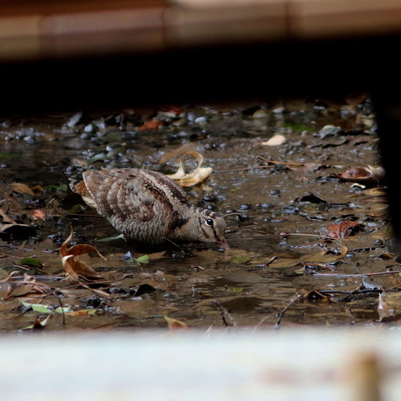 トラツグミ と同じ公園の池に居たヤマシギ　　　ＨＴＮ_d0346713_21414173.jpg