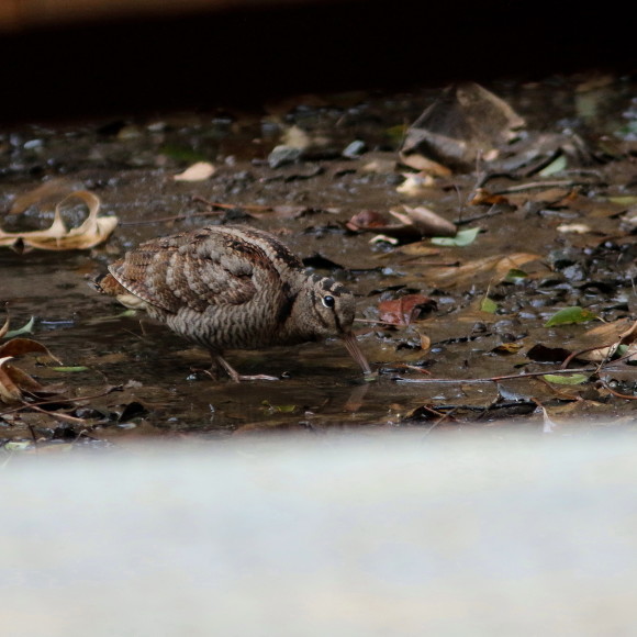 トラツグミ と同じ公園の池に居たヤマシギ　　　ＨＴＮ_d0346713_21420483.jpg