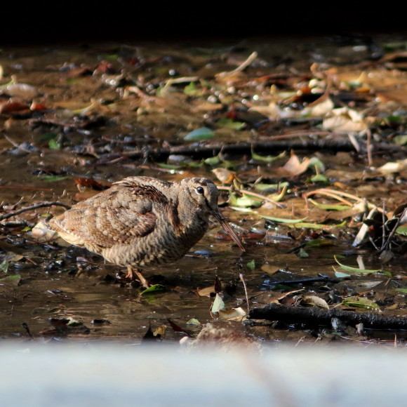 トラツグミ と同じ公園の池に居たヤマシギ　　　ＨＴＮ_d0346713_21422115.jpg