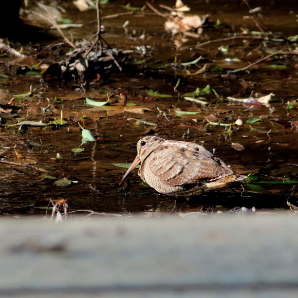 トラツグミ と同じ公園の池に居たヤマシギ　　　ＨＴＮ_d0346713_21424724.jpg