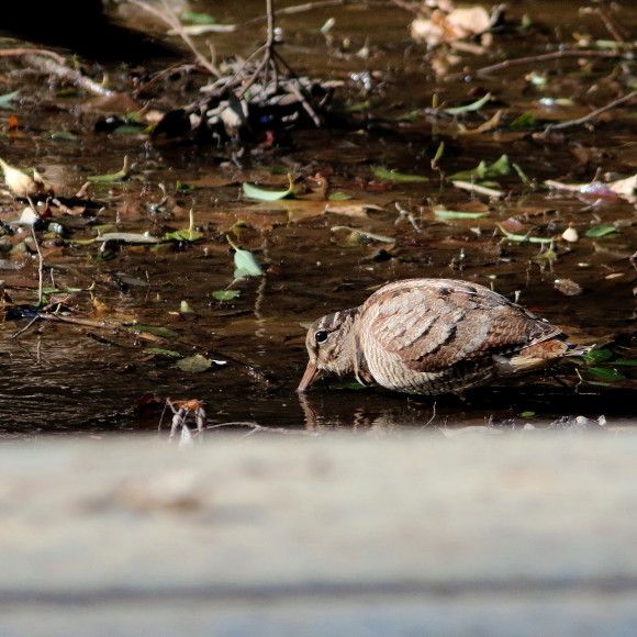 トラツグミ と同じ公園の池に居たヤマシギ　　　ＨＴＮ_d0346713_21430017.jpg