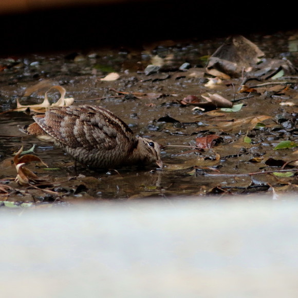 トラツグミ と同じ公園の池に居たヤマシギ　　　ＨＴＮ_d0346713_21435792.jpg