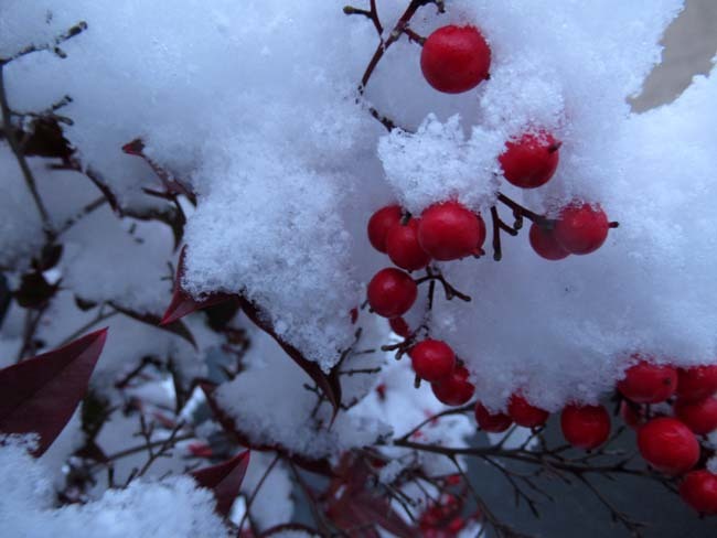 雪景色　上賀茂神社_e0048413_21143113.jpg