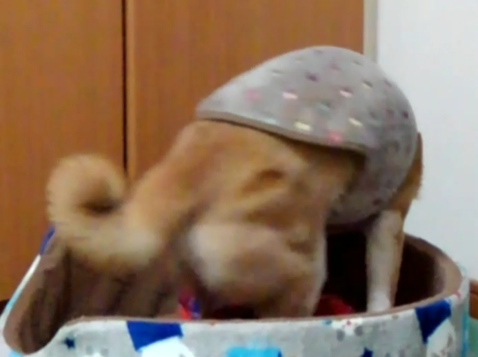 e0338831_02502092.png