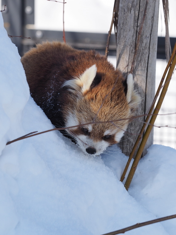 ココと新雪_a0149740_17554192.jpg