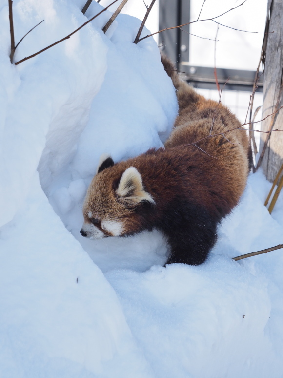 ココと新雪_a0149740_17554470.jpg