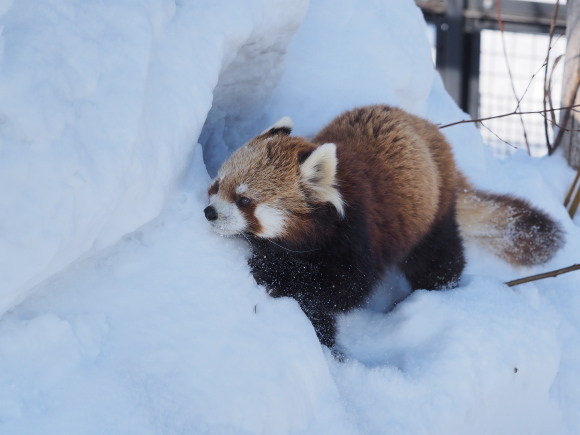 ココと新雪_a0149740_17554858.jpg