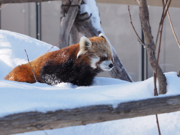 ココと新雪_a0149740_17555773.jpg